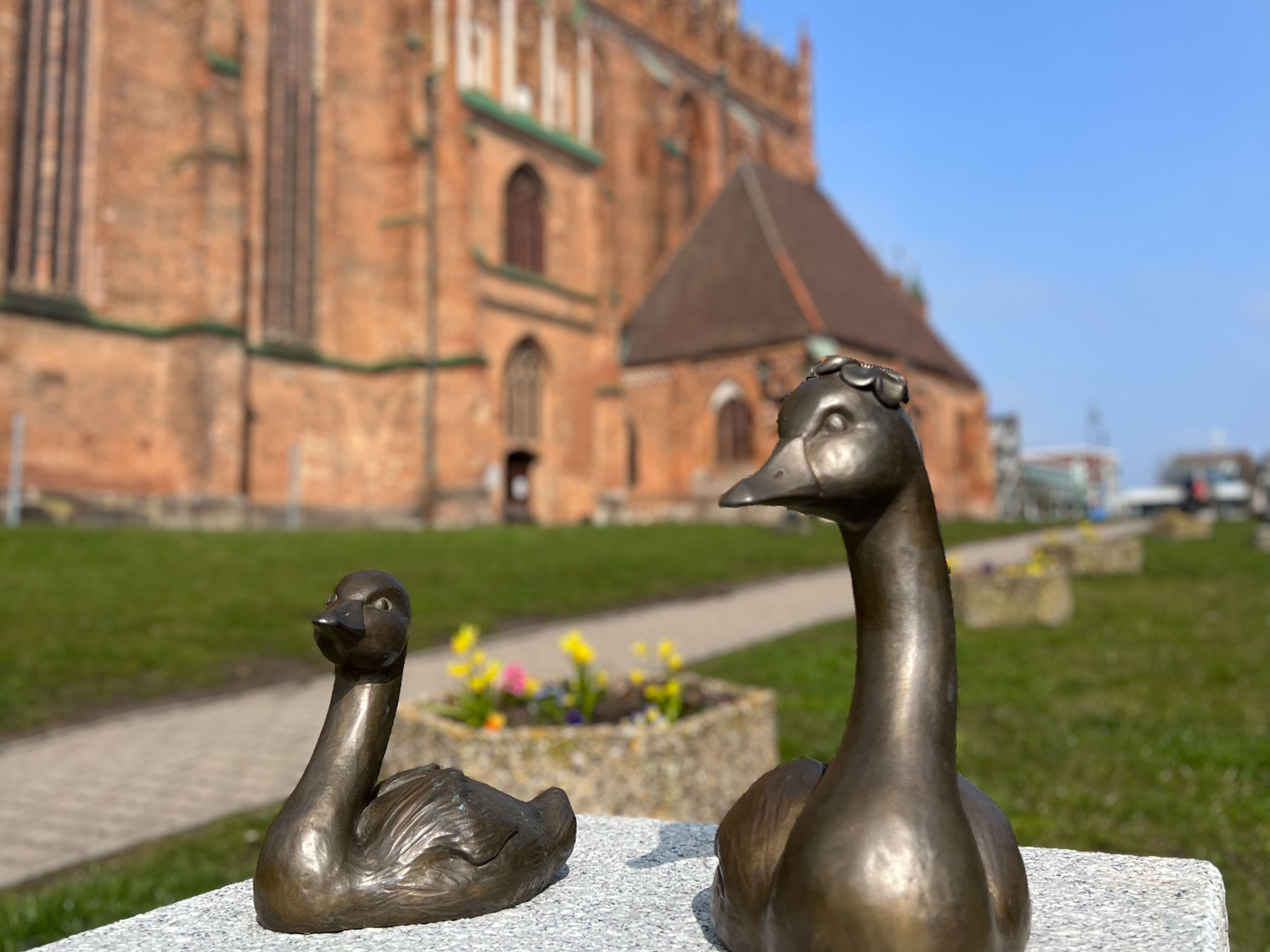 zwei Bronzeschwäne vor der Marienkirche