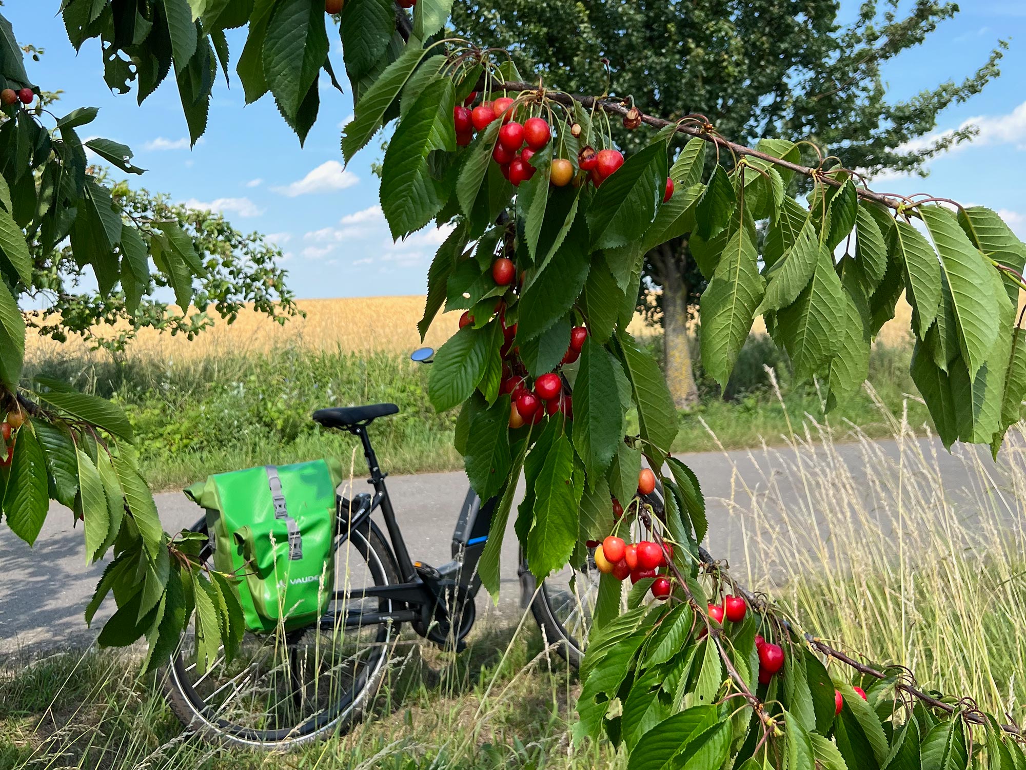 Kirschen und Fahrrad mit grüner Tasche im Sommer